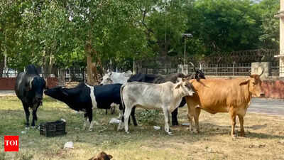 Parl panel flags dearth of semen production, tardy pace of Artificial Insemination programme | India News