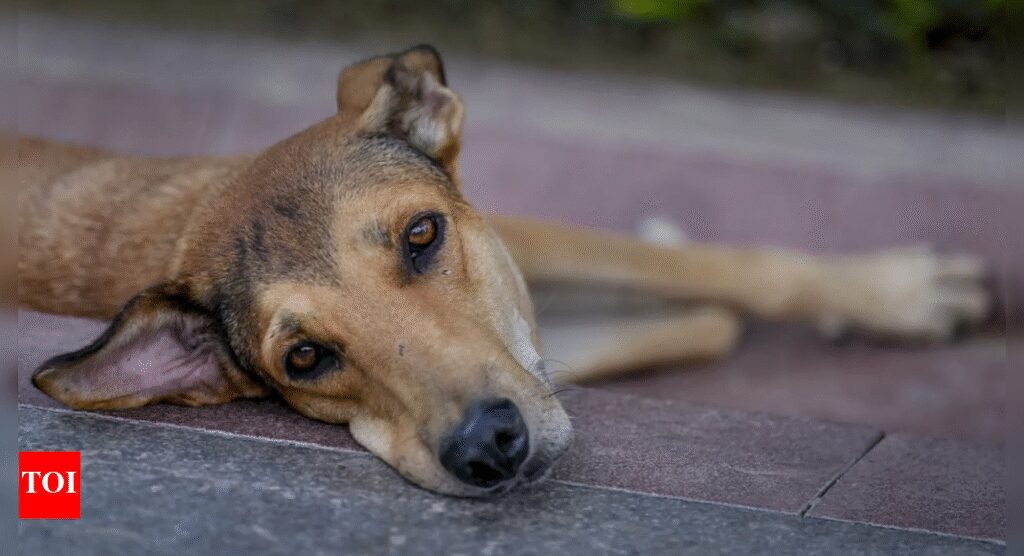 Dedicated feeding zones, vaccination & more: Supreme Court’s major order on stray dogs — Key takeaways | India News
