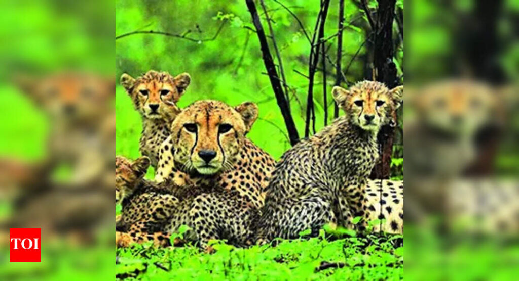 Cheetahs spotted swimming in rivers: Shift in behaviour thrills experts; worries managers | Bhopal News