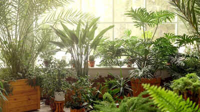 7 health benefits of indoor plants: From reducing stress levels to boosting productivity |