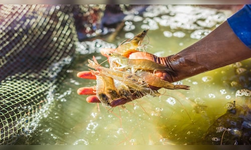 Apex Frozen Foods shares jump 10% after Q1 results but stock is down three-quarters from its peak