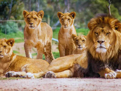 This country has the most lions in the world and its name begins with the letter ‘T’ |