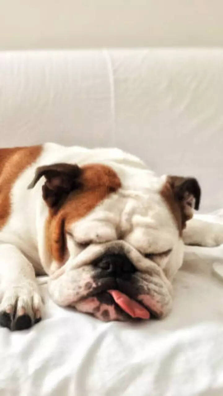 10 wild animals that sleep for most of their day!