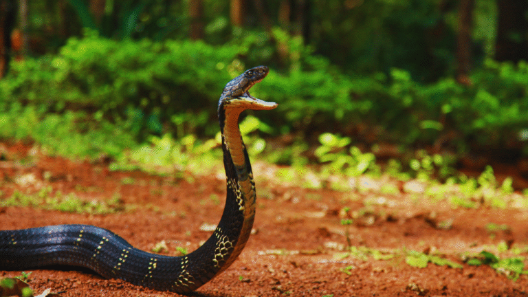 5 snake parks in India that are absolutely fang-tastic and what makes them special