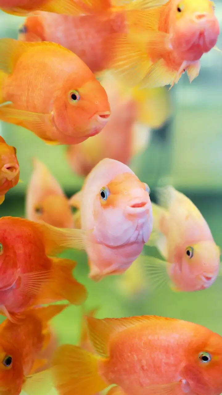 10 things to know before getting a Parrot fish