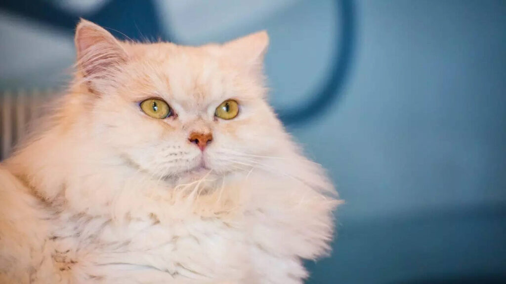 From Persian to Bengal Cat– 5 most beautiful and popular pet cat breeds in the world