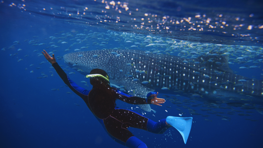 10 largest fish species still swimming our seas, and where they roam