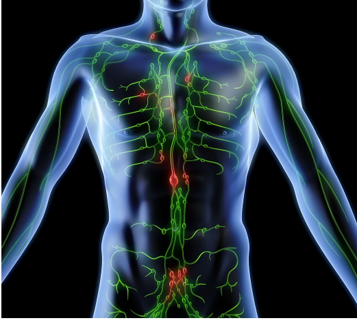 Harvard Doctor who spent 17 years studying early humans debunks health myths we have been believing