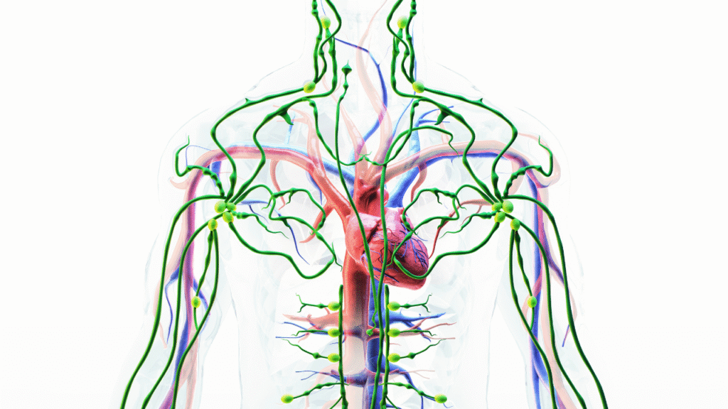 How stress can tighten and disrupt the lymphatic system: 4 key ways
