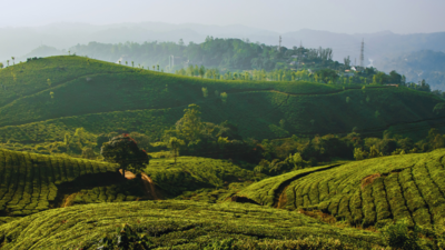 Govt releases methodology for calculating Green Credit for tree plantation, linking it with canopy density | India News