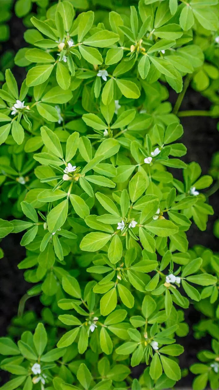 How to grow fenugreek (methi) in balcony garden