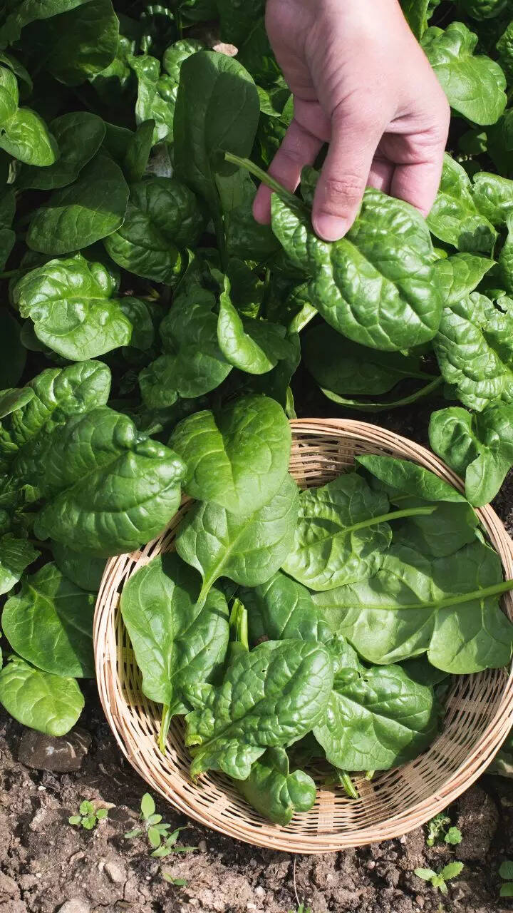 How to grow spinach (palak) in kitchen garden containers