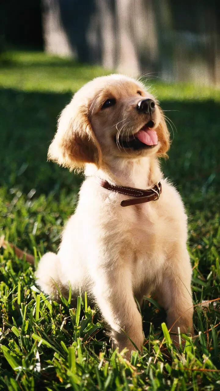 How to train a Labrador Retriever puppy: 10 easy steps