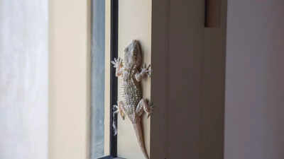 3 home remedies to keep lizards away from your home permanently |