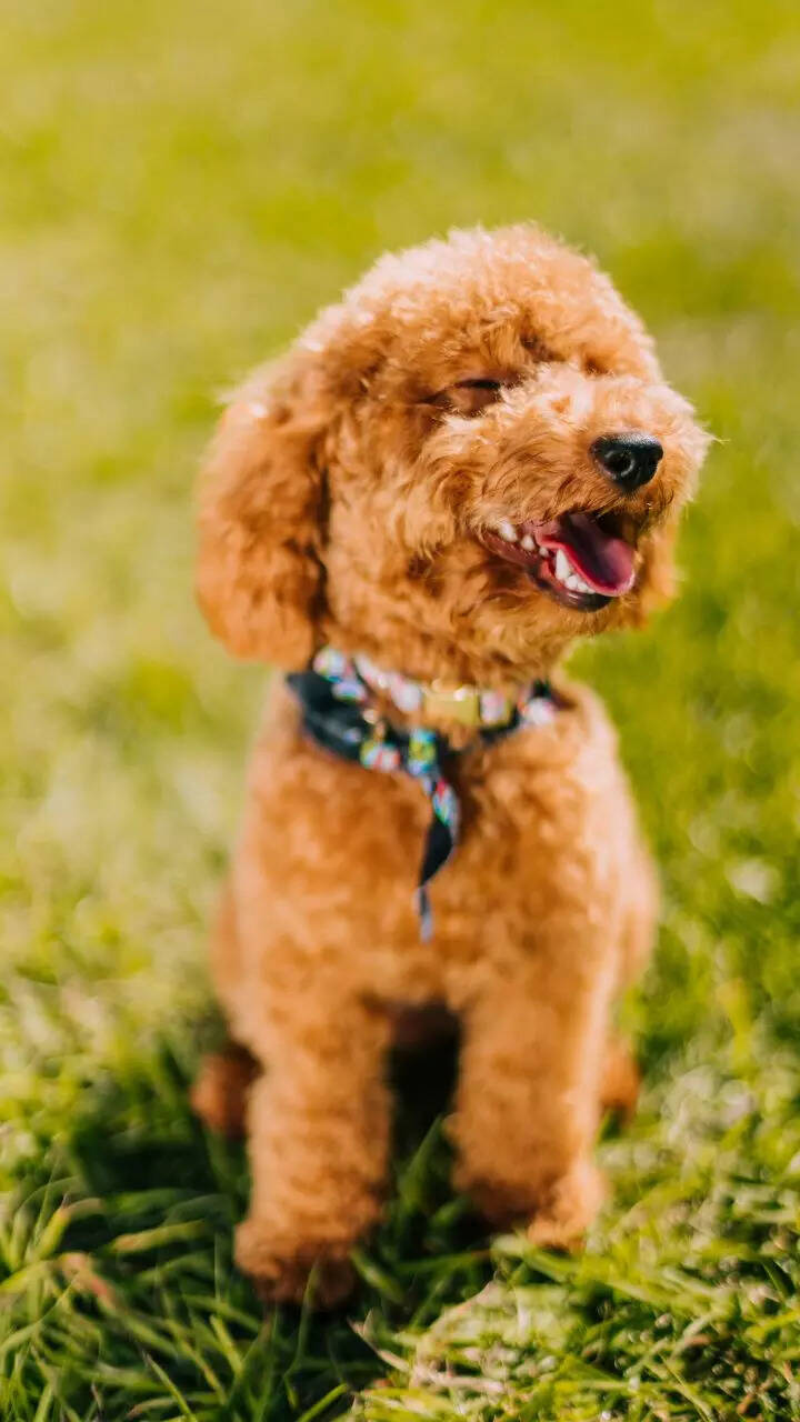 10 things to know before getting a poodle: Complete owner’s guide