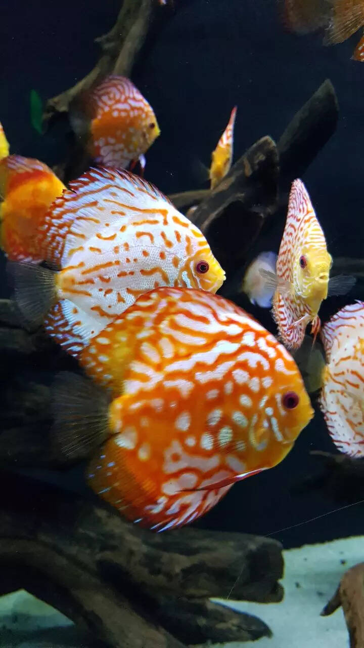 10 freshwater aquarium fish only experts should keep