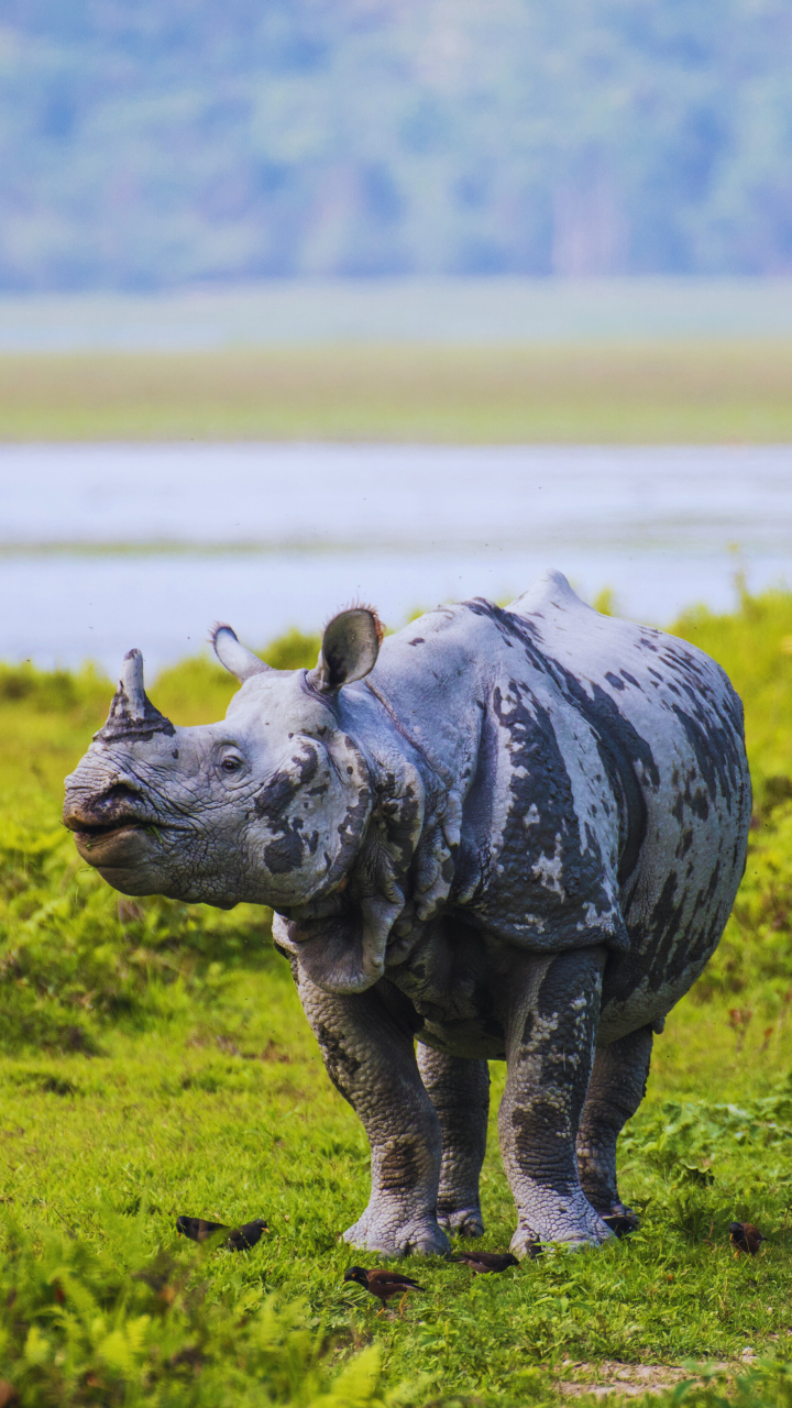 World’s 10 heaviest land animals and where to see them in the wild