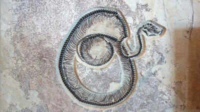 Titanoboa V/s Vasuki Indicus: Which is the largest snake that ever existed and roamed the Earth |