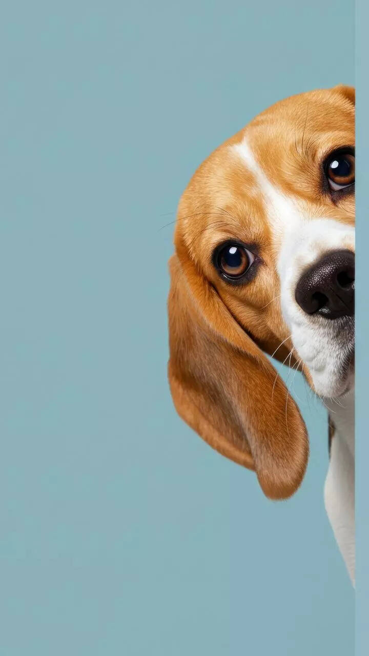 10 things you must know before bringing a beagle home