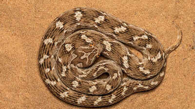 Unleashing terror: 5 venomous snakes in India who can kill with just one bite! |