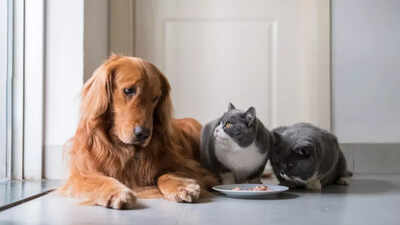 Raw Pet Food: Feeding raw meat to your pets? Know the deadly risks it could pose to everyone in your house |