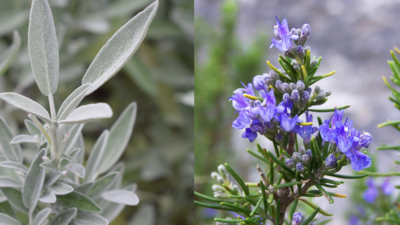 From the kitchen to clinic: Sage and rosemary show promise in the fight against Alzheimer’s