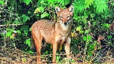 Attacked, 65-year-old battles jackal for 30 minutes, strangles it with sari | India News