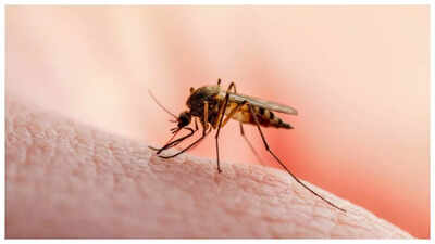 India’s first Malaria vaccine AdFalciVax could be a game changer in the country’s decades long fight against the disease