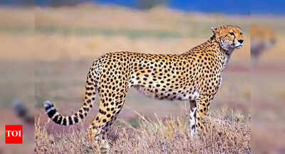 In a first in Kuno, cheetah dies in clash with leopard | India News