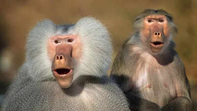 Animals with big heads: How nature designs them