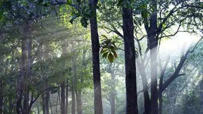 India’s forest cover expanded by mere 2.5% in 10 yrs but ‘very dense’ cover grew 22.7% | India News