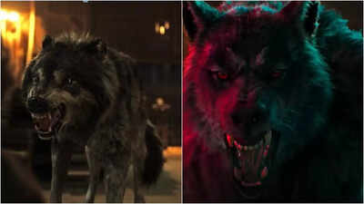 ‘Thamma’: Varun Dhawan’s Bhediya avatar transforms into a ferocious one; fans call it an ‘upgrade’ from ‘Husky to Underworld Wolf look’ |