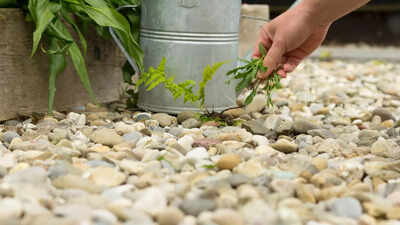 4 simple ways to get rid of weeds in gravel using things you already have in home |