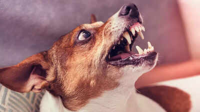 6 early signs of rabies you shouldn’t ignore after an animal bite |
