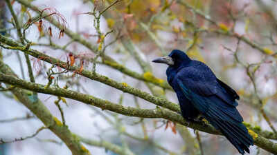 6 smells birds hate and how to use them for a bird-free home and garden |