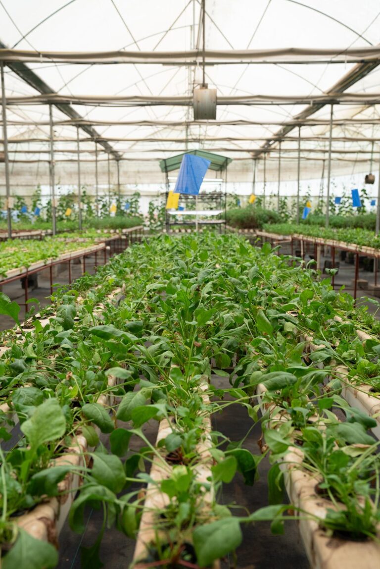 Goan luxury villa, The First House, ventures into hydroponics