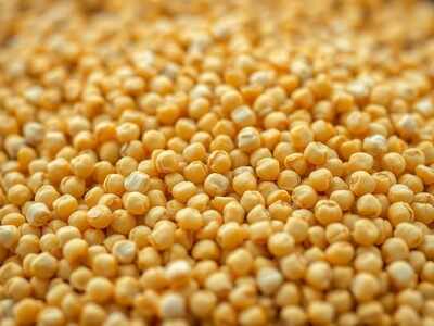 ‘Used to feed cattle’: Why SC wants govt reply on yellow pea imports & why farmers are concerned | India News