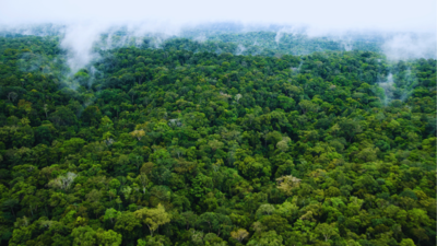 The forest that connects 8 countries and houses billions of species |