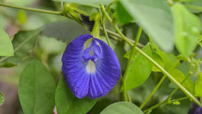 Aparajita: The butterfly pea flower known for boosting memory, reducing stress, and supporting overall wellness |