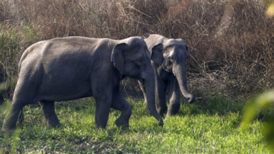 Jumbo challenge for chip-making: Tata Electronics builds elephant-proof barrier for Assam unit; snakes necessitate further safeguards