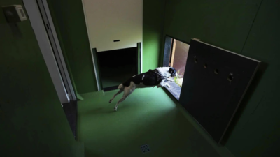 Rome’s airport opens luxurious dog hotel with pampering services