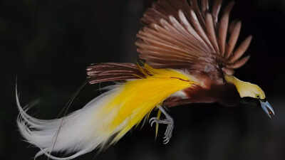 Glow in the dark beings: Birds of paradise ’emit light’, says study