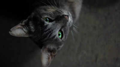 Can your cat see ghosts? Here’s what science says |