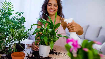 Can your indoor plants cause you headaches: What science says and what you can do |