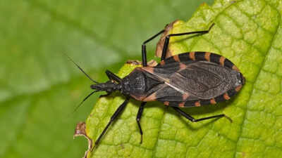 ‘Kissing bug’ spreading across US; All about the rare and deadly Chagas disease that can cause fatal heart attacks and strokes