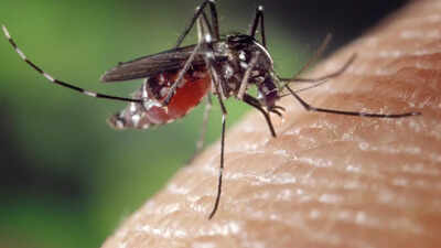 Eco-friendly ways to keep mosquitoes and flies away: Natural repellents, plants, and decor tips |