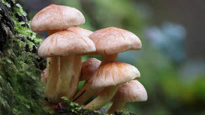 Father and daughter die after eating deadly mushroom curry in Thailand: What are toxic mushrooms and how to spot them before cooking |