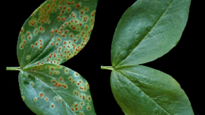 Fungal infections in plants: Here’s what causes and home remedies for a healthy garden |