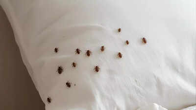 How to get rid of dust mites on a pillow: 7 effective steps for allergy relief |
