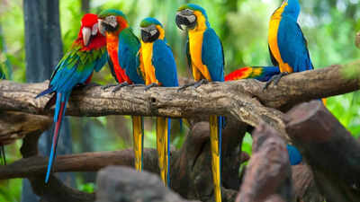 How to tell if your parrot is stressed: 6 warning signs every owner should know |